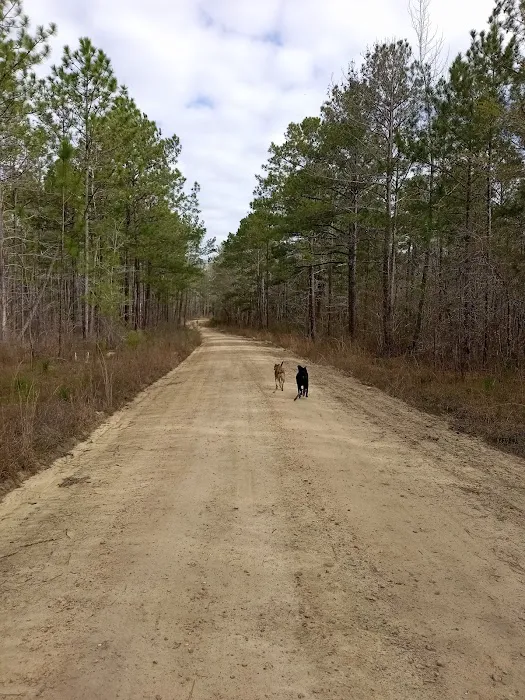 Tuskegee National Forest Campsite #1 Picture 4