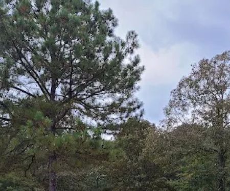 Kudzu R V Park and Campground