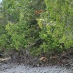 Trailhead Bar, Restaurant, and Campground