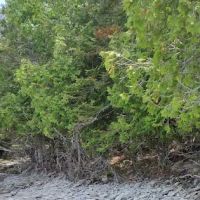 Trailhead Bar, Restaurant, and Campground ico