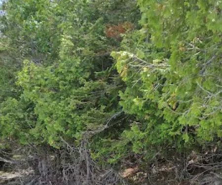 Trailhead Bar, Restaurant, and Campground