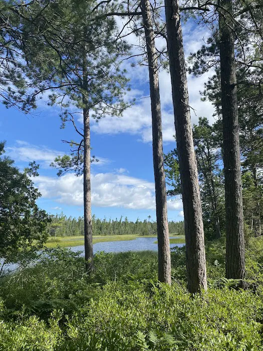 Big Knob State Forest Campground Picture 4