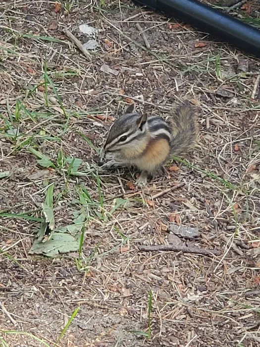 Big Knob State Forest Campground Picture 2