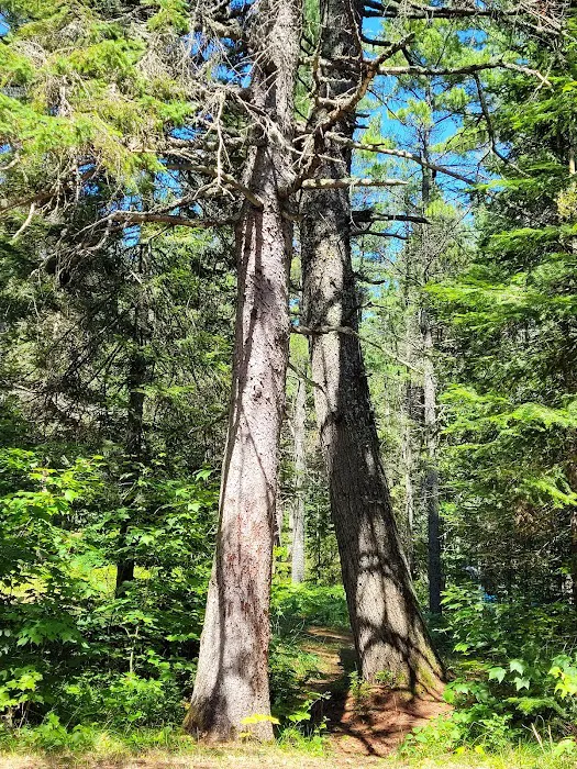 Big Knob State Forest Campground Picture 8