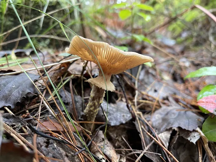 Big Knob State Forest Campground Picture 10