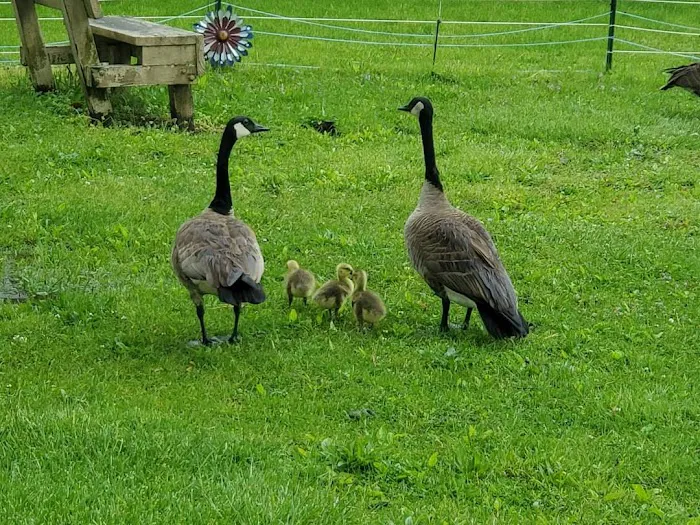 Colona Scott Family Park Picture 2