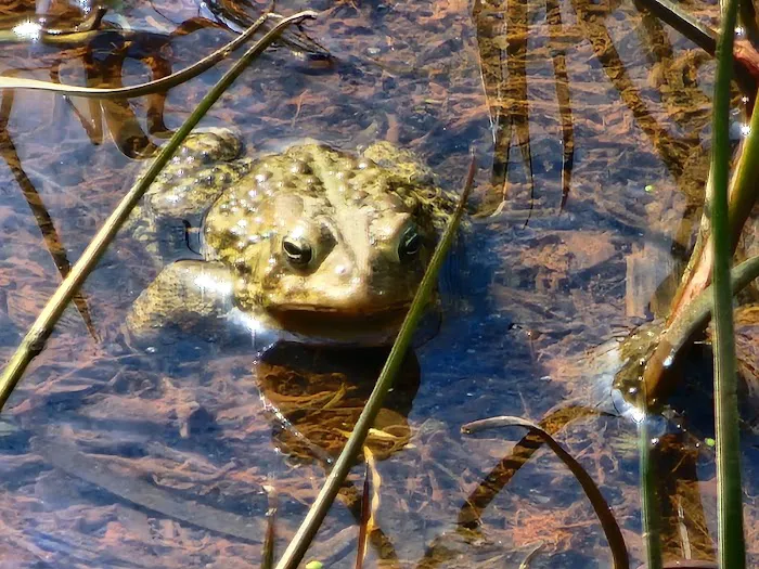 US Army Corps of Engineers Picture 6