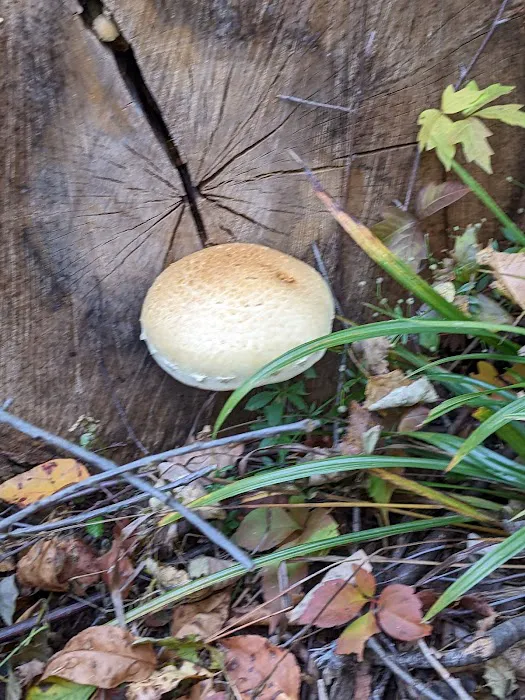 Camp Pyesa Picture 1