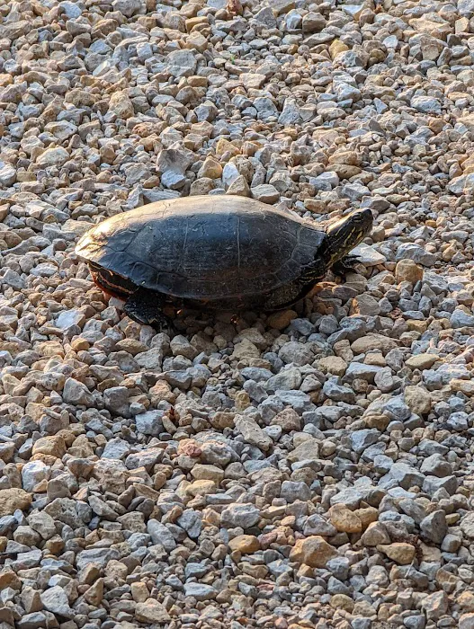 River Birch Campground Picture 4