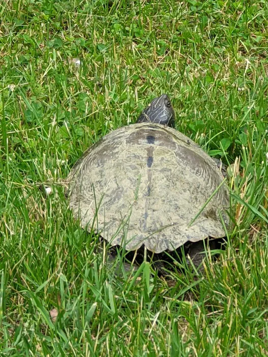 River Birch Campground Picture 7