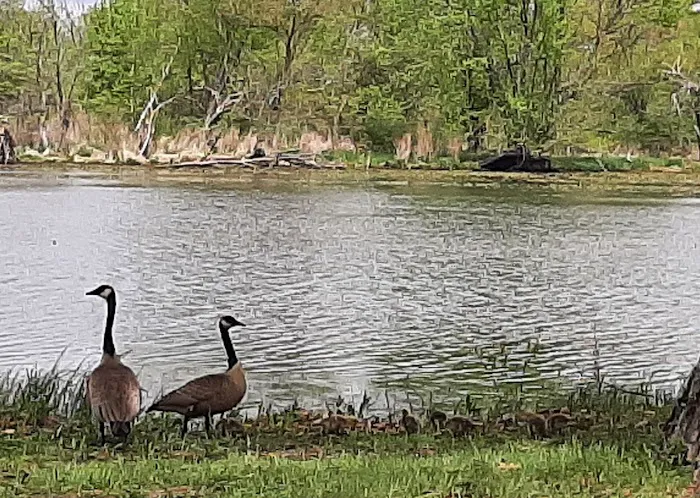 Thomson Causeway Recreation Area Picture 1