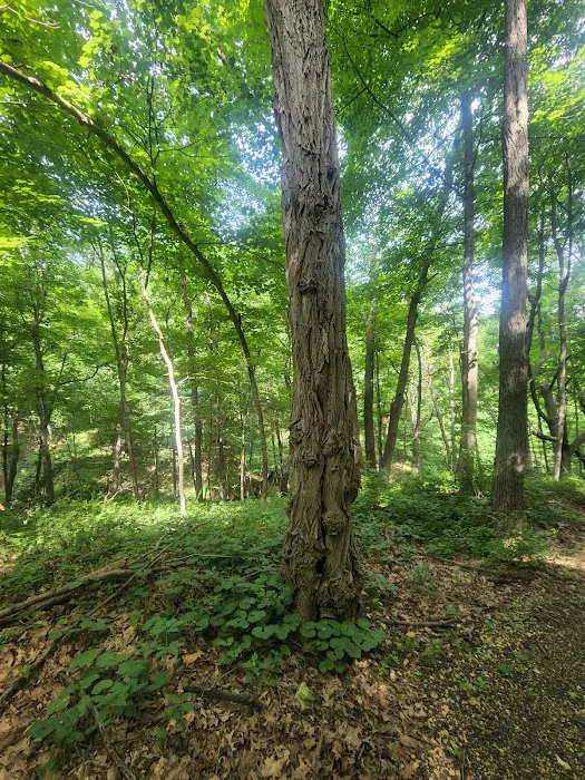 Bellevue State Park Dyas Unit Campground Picture 9