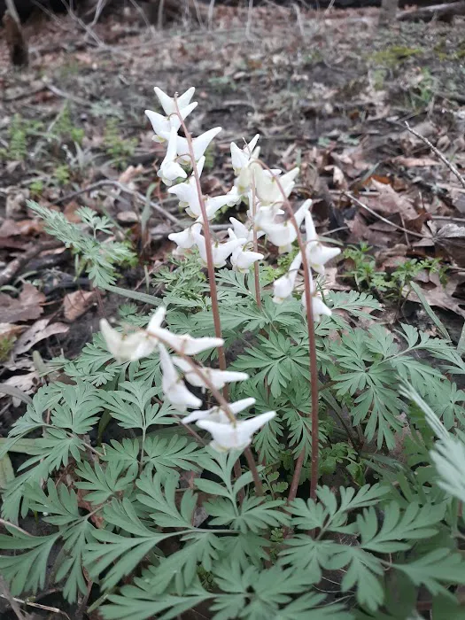 Bellevue State Park Dyas Unit Campground Picture 6