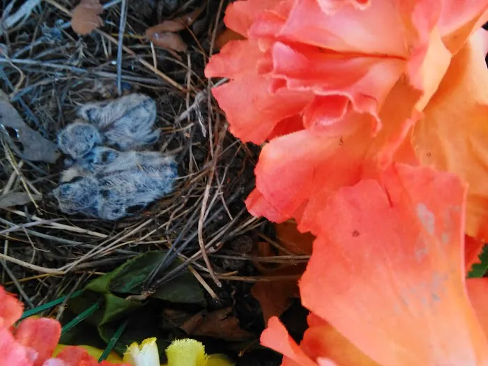 Lincoln Trail Family Campground Picture 2