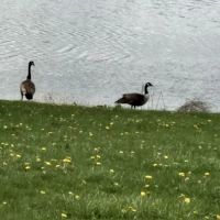 Citizen's Lake Campground ico