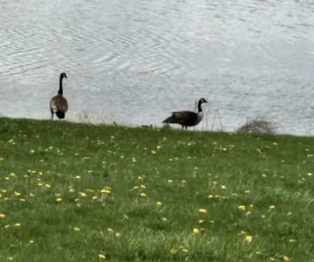 Citizen's Lake Campground