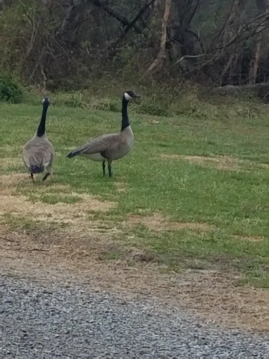 Crab Orchard Campground Picture 8