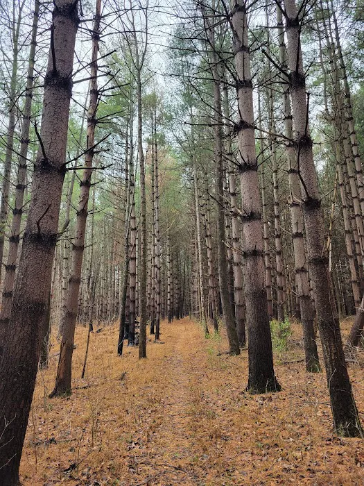 Cedar Lake Campsite #1 Picture 5