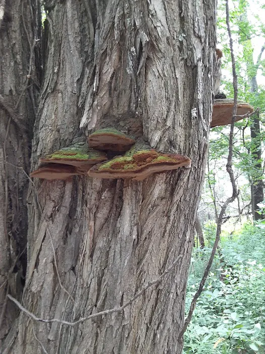 Pine Hills Campground Picture 7