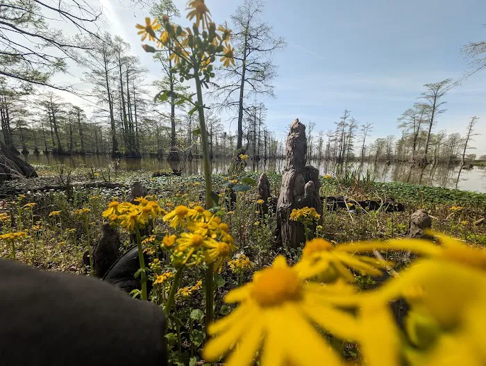 Horseshoe Lake State Fish & Wildlife Area-West Campground Picture 5