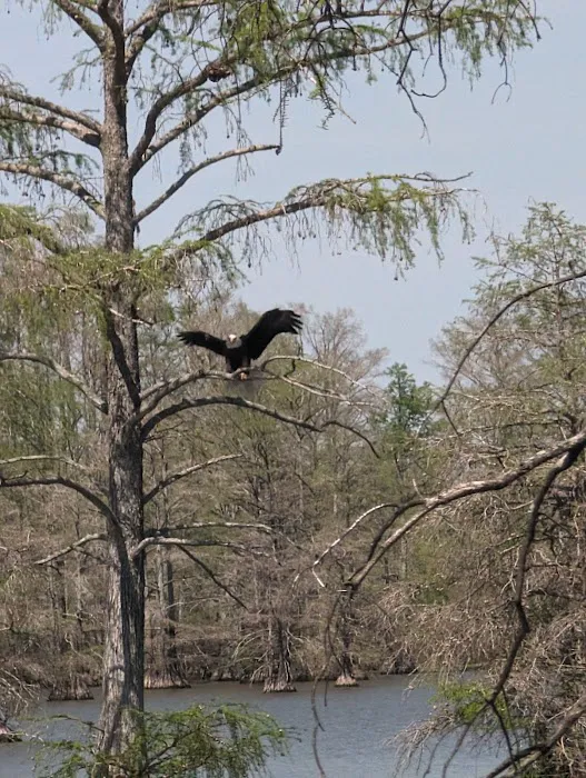 Horseshoe Lake State Fish & Wildlife Area-West Campground Picture 9