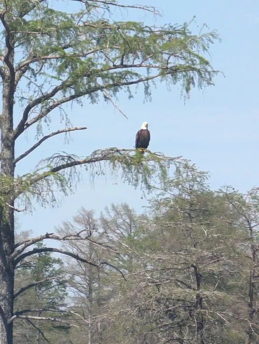 Horseshoe Lake State Fish & Wildlife Area-West Campground Picture 3