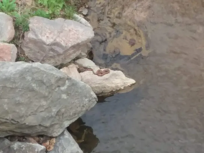 Pikes Peak Campground Picture 1