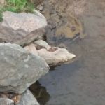 Pikes Peak Campground