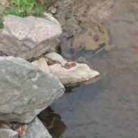 Pikes Peak Campground ico
