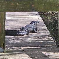 Mixon's Hammock Canoe Shelter ico