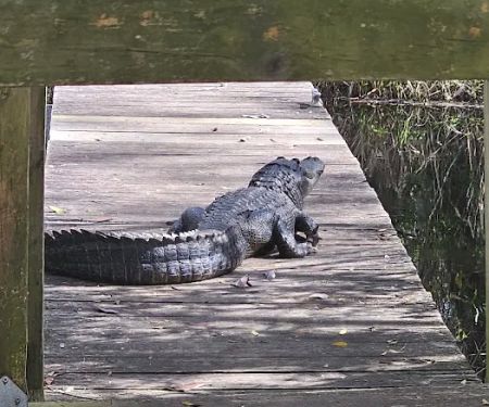 Mixon's Hammock Canoe Shelter