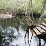 Maple Set Campground