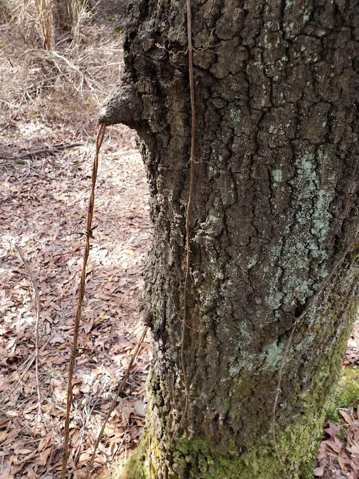 Maple Set Campground Picture 7