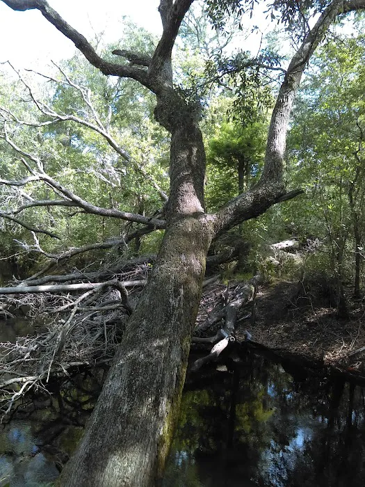 Maple Set Campground Picture 10