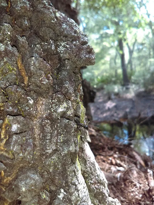 Maple Set Campground Picture 9