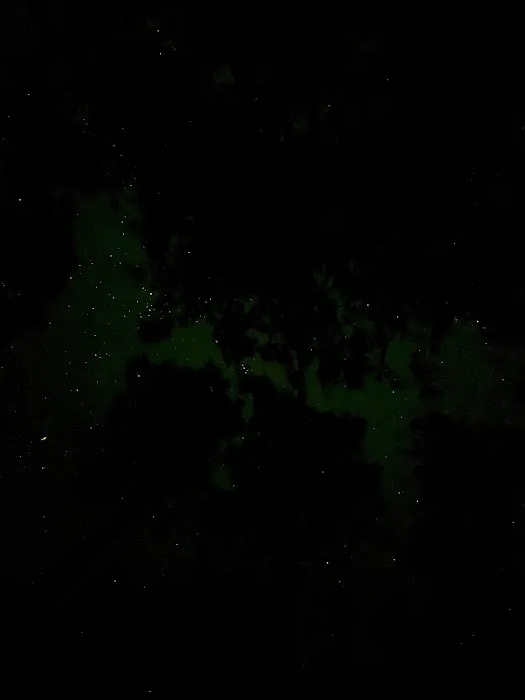 Catface Corner Campground (Florida Forest Service) Picture 4