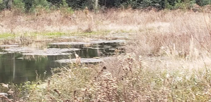 Boyscout Camp Picture 9