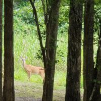 Bluff Creek Park ico