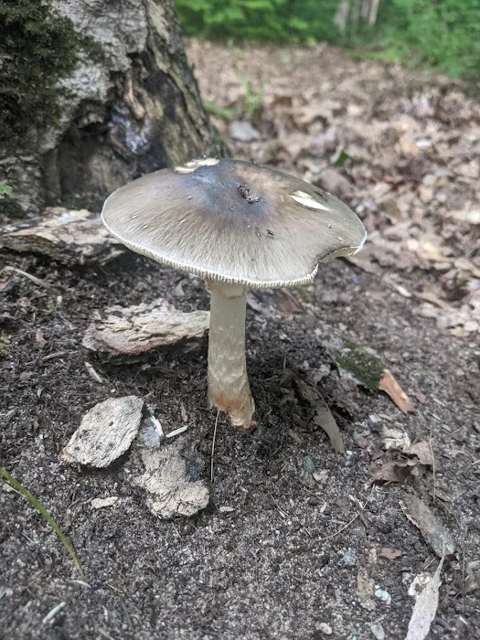 Monocle Lake Campground Picture 6