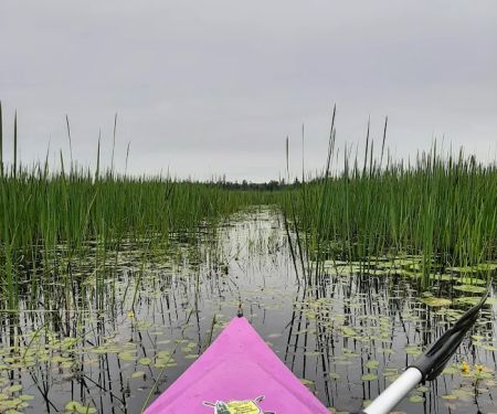 Natalie State Forest Campground