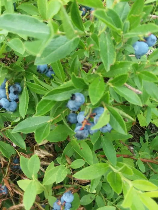 Natalie State Forest Campground Picture 7