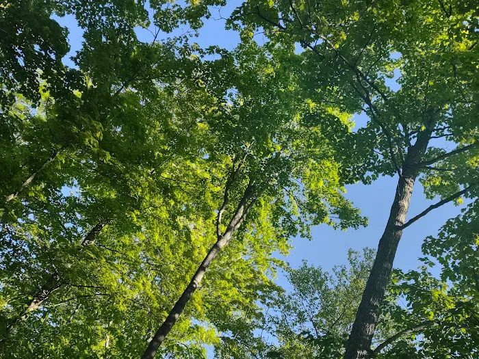 South Manistique Lake Campground Picture 7