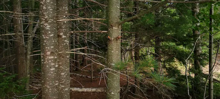 Bass Lake State Forest Campground (Luce) Picture 6