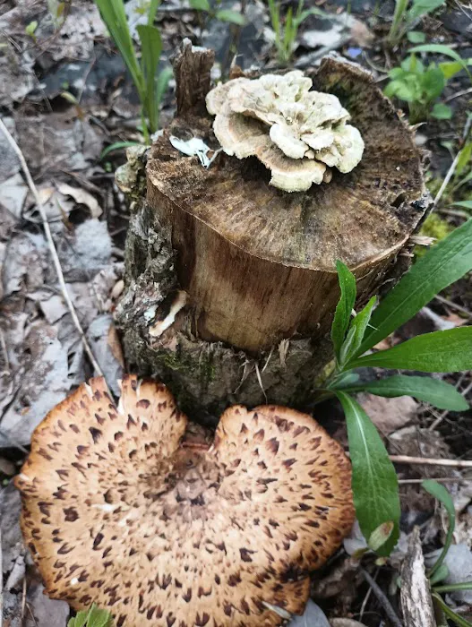 Pike Lake Backpacking Campsites Picture 2