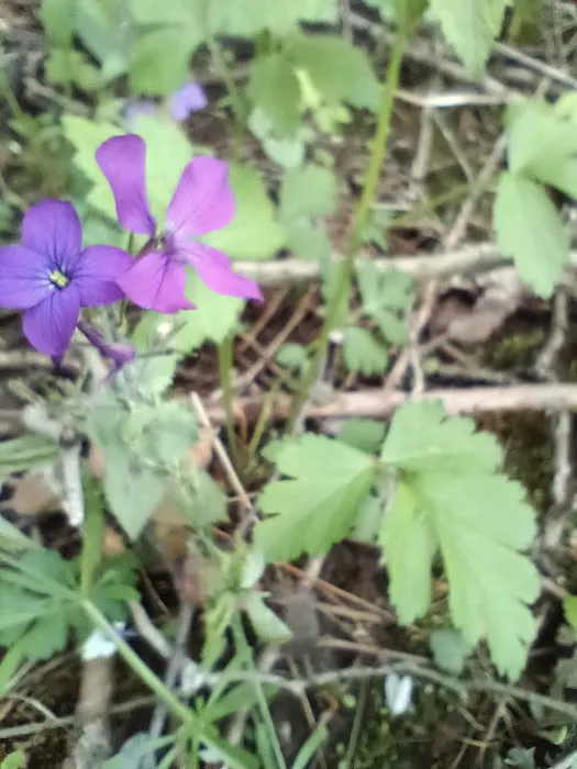 Pike Lake Backpacking Campsites Picture 5