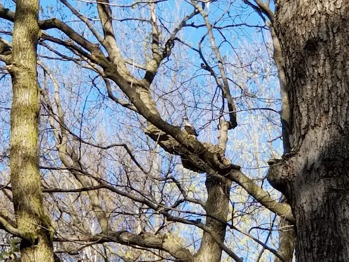 Timber Trail Camp Ground Picture 10