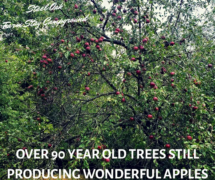 Steel Oak Campground Picture 9