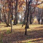 Wilderness Campground