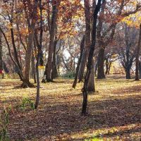 Wilderness Campground ico