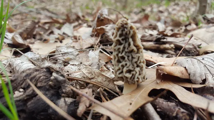 US Army Corps of Engineers Picture 5